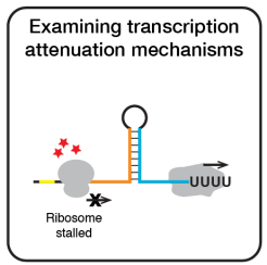 attenuator_project-01